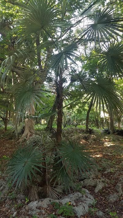 Coccothrinax argentea, photographed by Yolanda M. Leon
