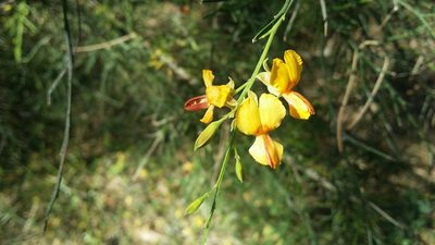Jacksonia sternbergiana, photographed by Helium Luo