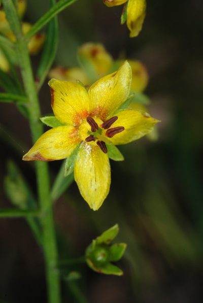 Lysimachia loomisii, photographed by Douglas Goldman
