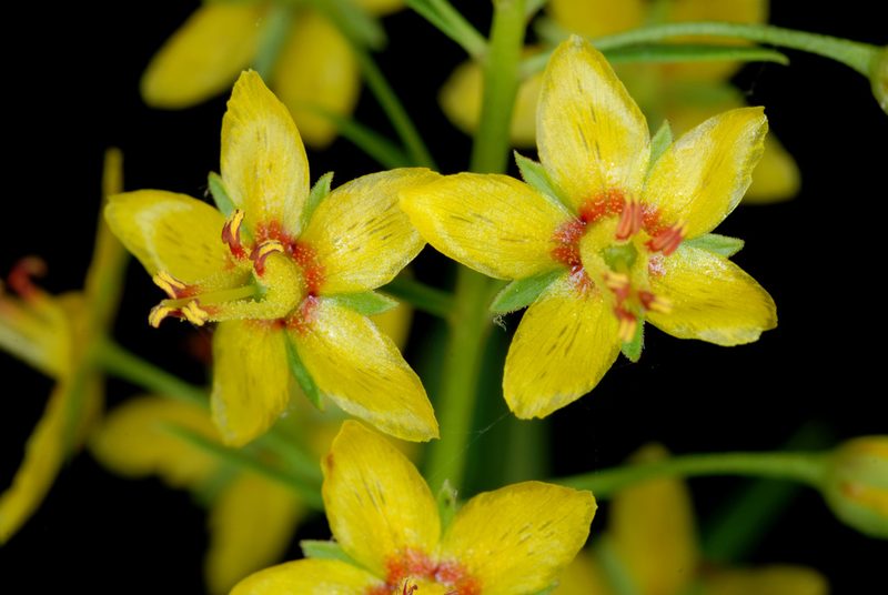 Lysimachia loomisii, photographed by Douglas Goldman