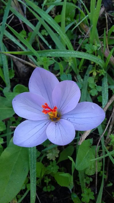 Crocus longiflorus, photographed by alvarosaurus