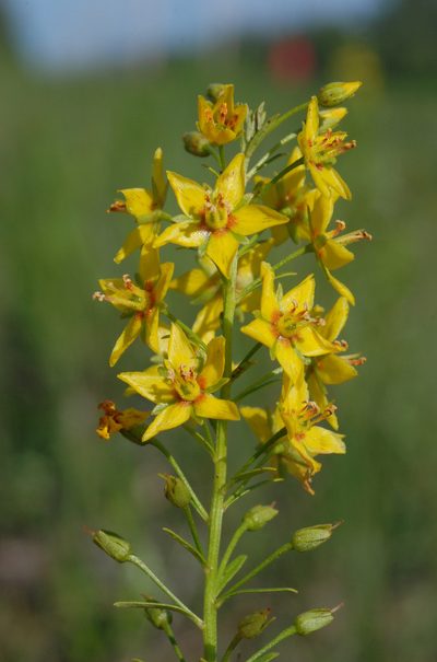 Lysimachia loomisii, photographed by Douglas Goldman