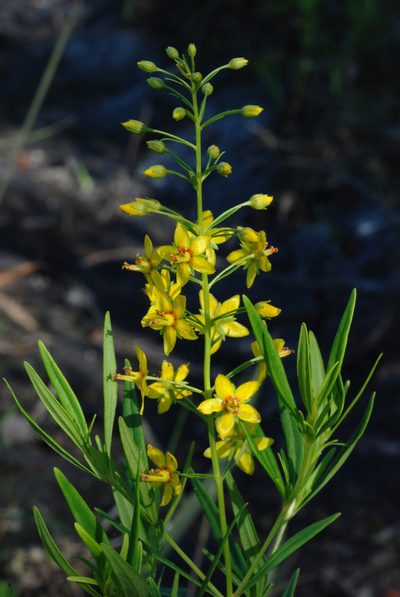 Lysimachia loomisii, photographed by Douglas Goldman