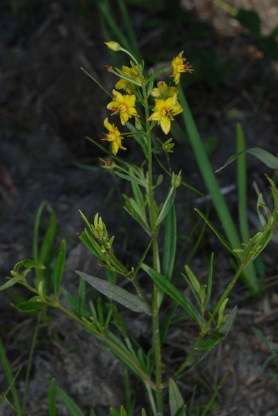 Lysimachia loomisii, photographed by Douglas Goldman