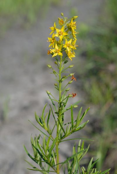 Lysimachia loomisii, photographed by Douglas Goldman