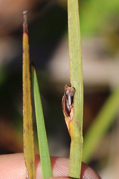 Chrysitrix capensis, photographed by Tony Rebelo