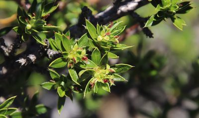 Cliffortia tridentata, photographed by Tony Rebelo