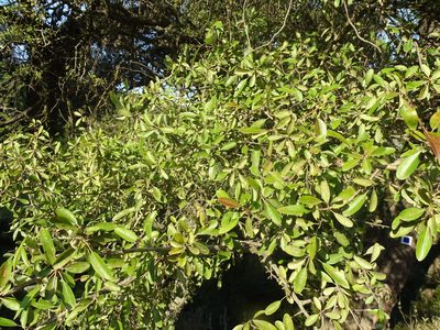 Pyrus spinosa, photographed by Grzegorz Grzejszczak