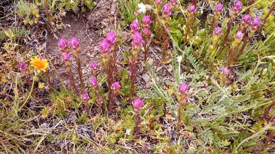 Orthocarpus imbricatus, photographed by John Brew