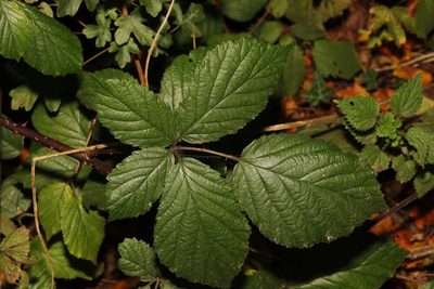 Rubus cissburiensis, photographed by Stephen James McWilliam