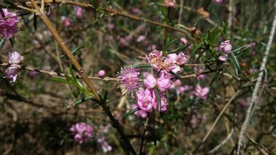 Hypocalymma robustum, photographed by Helium Luo