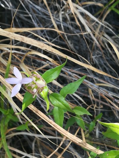 Yeatesia platystegia, photographed by Francisco Martínez González