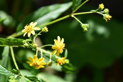 Perymenium gymnolomoides, photographed by Neptalí Ramírez Marcial
