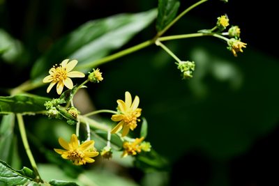 Perymenium gymnolomoides, photographed by Neptalí Ramírez Marcial