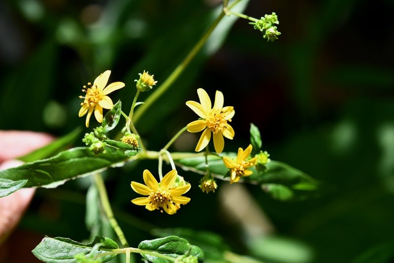 Perymenium gymnolomoides, photographed by Neptalí Ramírez Marcial