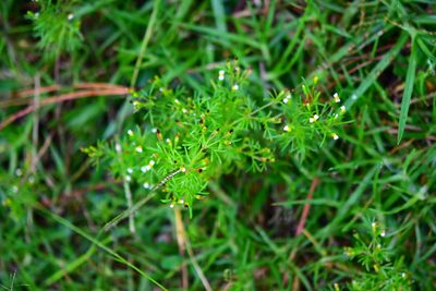 Tagetes filifolia, photographed by Neptalí Ramírez Marcial