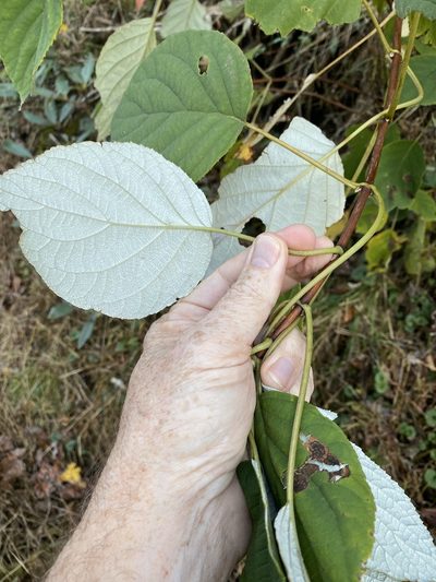 Hydrangea radiata, photographed by Alan Weakley