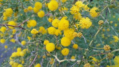 Acacia pulchella, photographed by Helium Luo