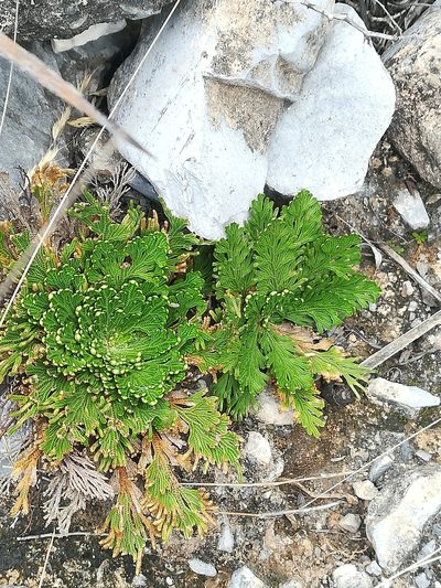 Selaginella ribae, photographed by Francisco Martínez González