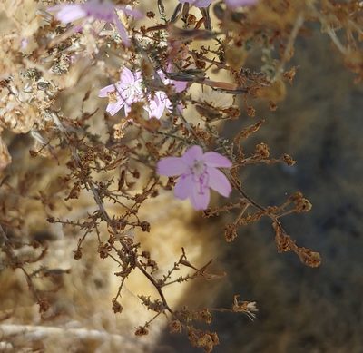 Stephanomeria exigua, photographed by janeyair