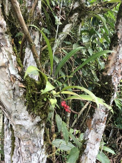 Anthurium gracile, photographed by Jared Shorma