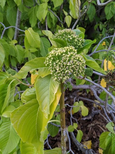 Pisonia grandis, photographed by Jess Miller-Camp