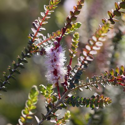 Melaleuca gibbosa, photographed by Kym Nicolson