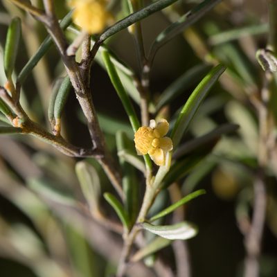 Beyeria leschenaultii, photographed by Kym Nicolson