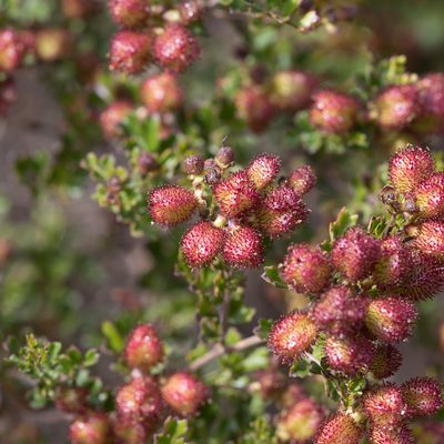 Dodonaea humilis, photographed by Kym Nicolson