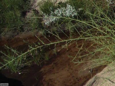 Psoralea verrucosa, photographed by Chris Vynbos