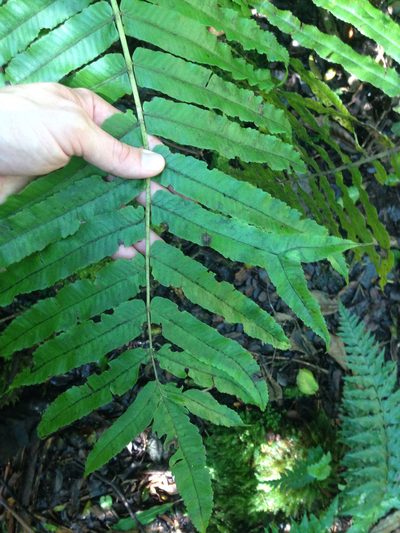 Menisciopsis cyatheoides, photographed by Jake Gross