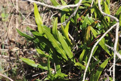 Elaphoglossum acrostichoides, photographed by Tony Rebelo