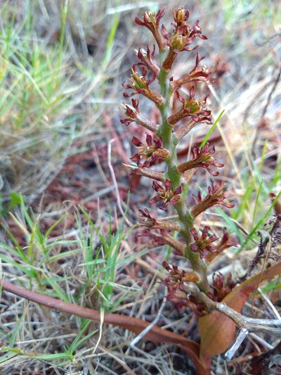 Wurmbea inusta, photographed by Seth Musker