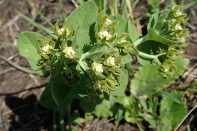 Schizoglossum cordifolium, photographed by Peter Warren