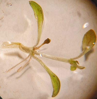 Elatine hexandra, photographed by Michael D. Pirie