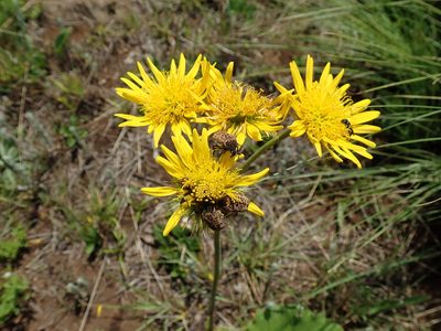 Berkheya speciosa, photographed by Peter Warren