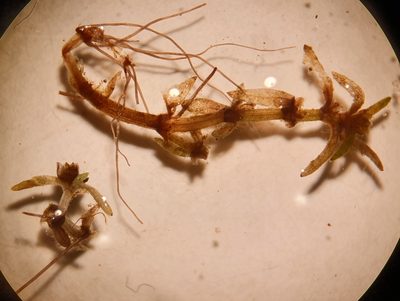 Crassula aquatica, photographed by Michael D. Pirie