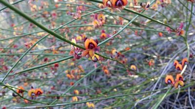 Daviesia triflora, photographed by Helium Luo