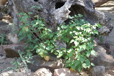 Croton megalobotrys, photographed by Alan Manson