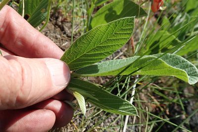 Eriosema distinctum, photographed by Peter Warren