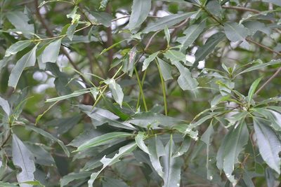 Alstonia longifolia, photographed by Neptalí Ramírez Marcial
