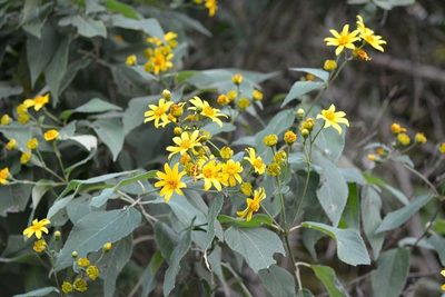 Perymenium grande, photographed by Neptalí Ramírez Marcial