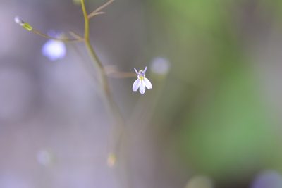 Lobelia longicaulis, photographed by Neptalí Ramírez Marcial