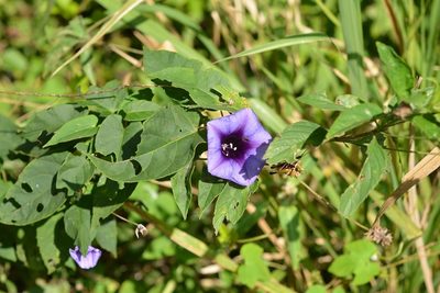 Ipomoea lindenii, photographed by Neptalí Ramírez Marcial