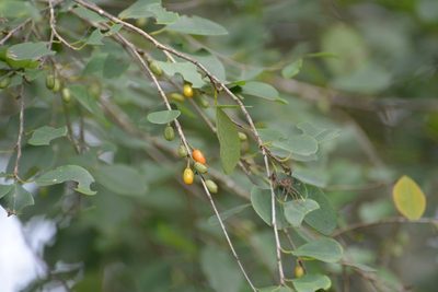 Erythroxylum guatemalense, photographed by Neptalí Ramírez Marcial