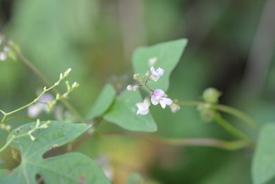 Phaseolus microcarpus, photographed by Neptalí Ramírez Marcial