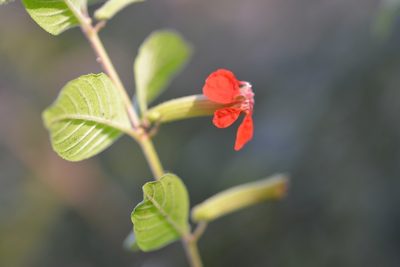 Cuphea intermedia, photographed by Neptalí Ramírez Marcial
