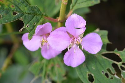 Heterocentron muricatum, photographed by Neptalí Ramírez Marcial