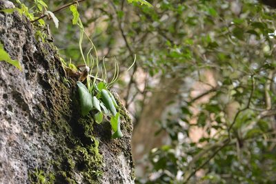 Peperomia lanceolatopeltata, photographed by Neptalí Ramírez Marcial