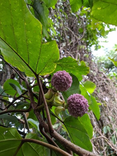 Poikilospermum suaveolens, photographed by Cheng-Te Hsu